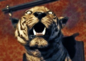 tiger