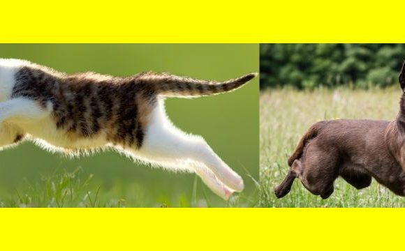 The brand positioning of cats and dogs